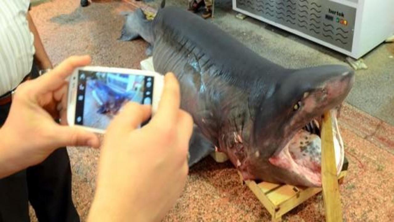 Çanakkale'de dev köpekbalığı yakalandı