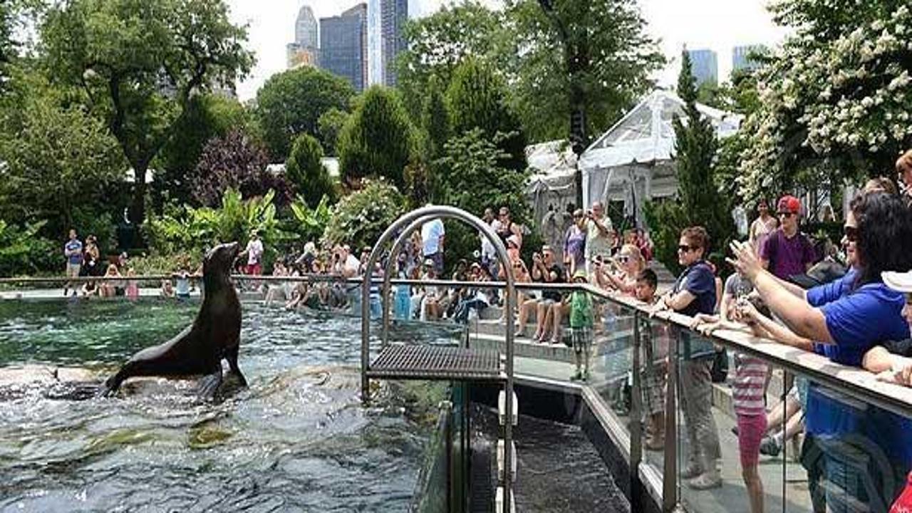 Central Park'ın sevimli hayvanlarına yoğun ilgi