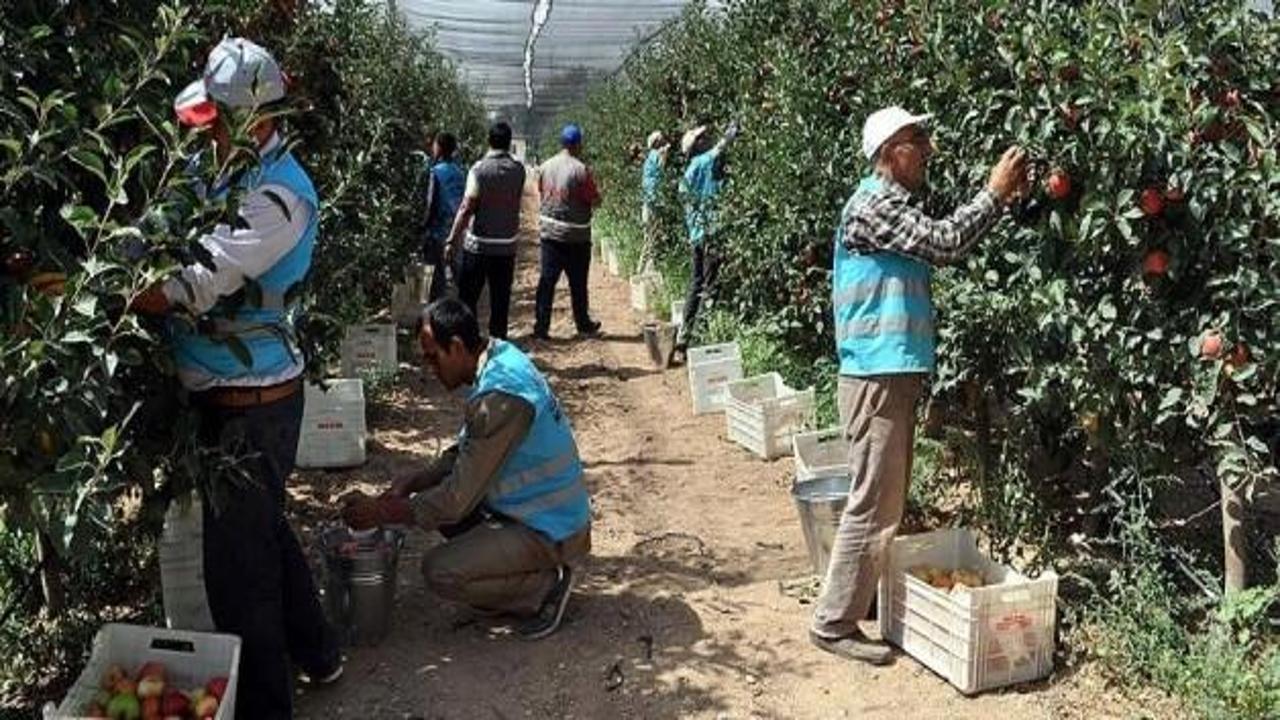Cezaevi elmalarına Arap ülkelerinden yoğun talep