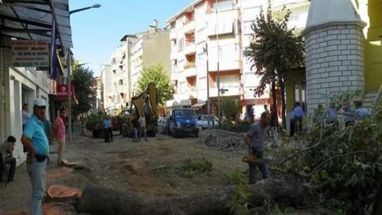 CHP'li belediye tarihi çınarları kesti!