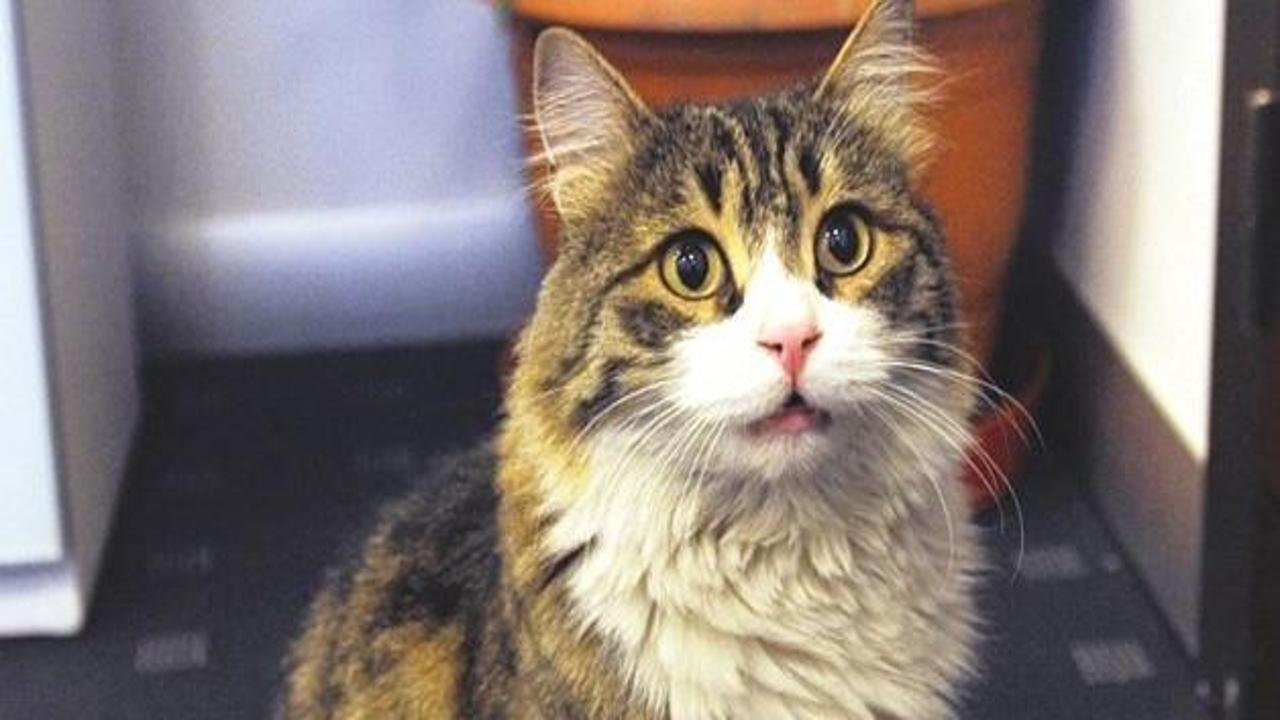 'CHP'nin kedisi' Şero: Partinin 2 numarası benim