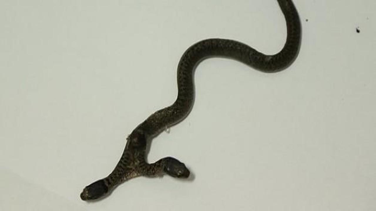Çift başlı yılan Antalya'ya getirildi