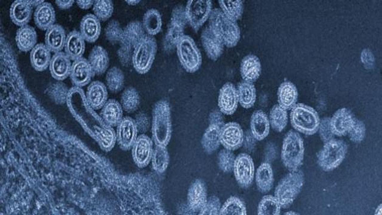 Çinli bilim adamlarından kanseri yok eden virüs
