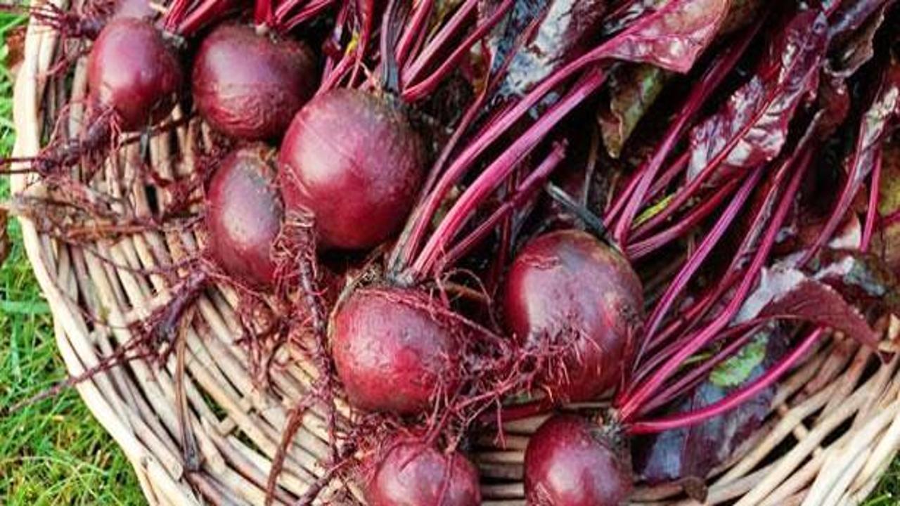 Çorum'da pancar alımları başladı