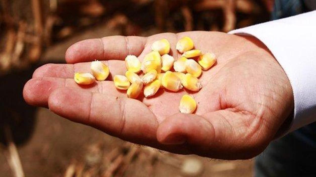 Çukurova'da mısır hasadına başlandı