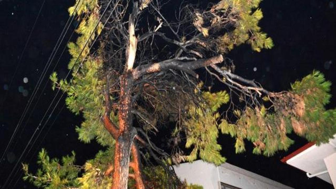 Akhisar'da lise bahçesindeki çam ağacı yandı