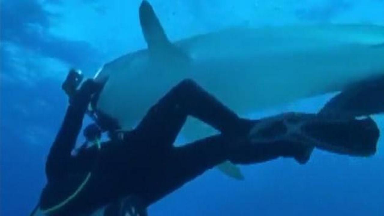 Dalgıç kamerayı köpekbalığına kaptırdı!