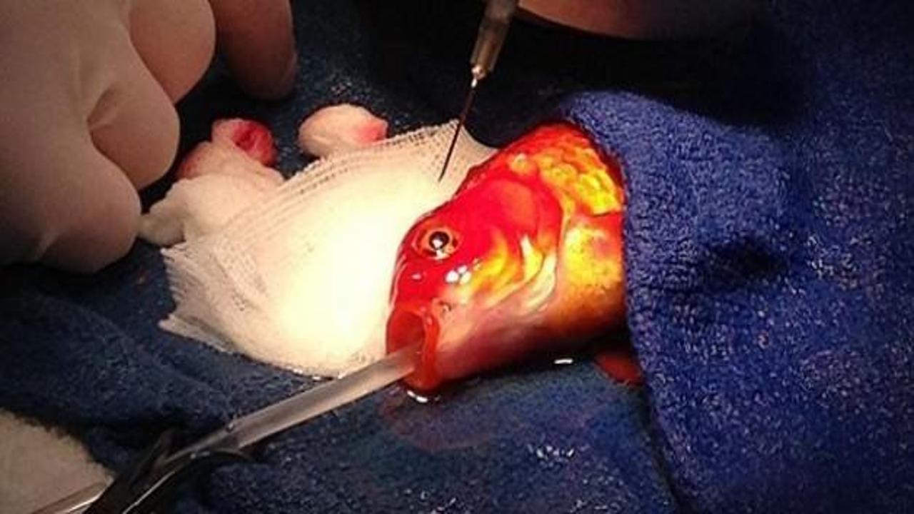 Japon balığına tümör ameliyatı yaptı