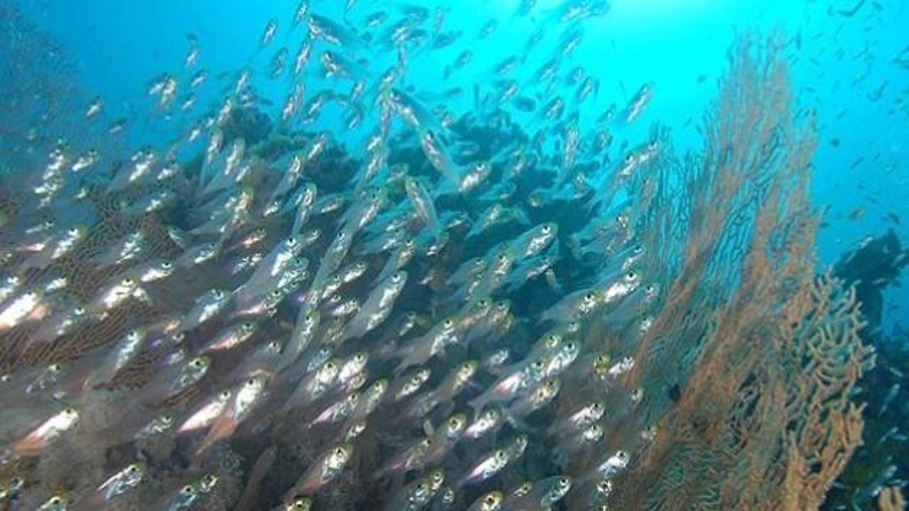 Denizlerdeki canlı nüfusu yarıya indi