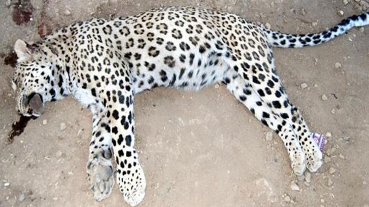 Bakanlık leopar için devrede, vurana ceza yolda