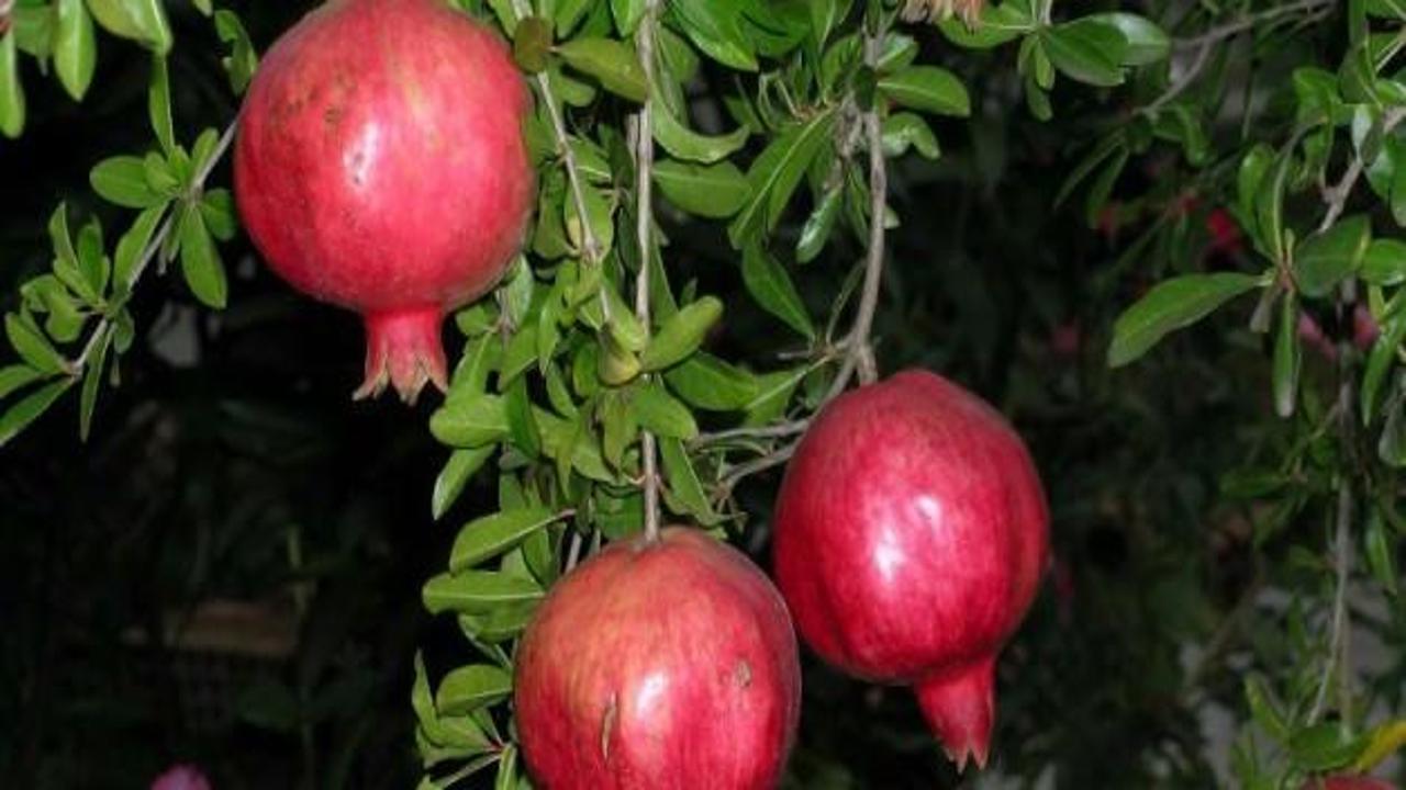 Don vurdu nar ağa&ccedil;ları bir bir kesiliyor