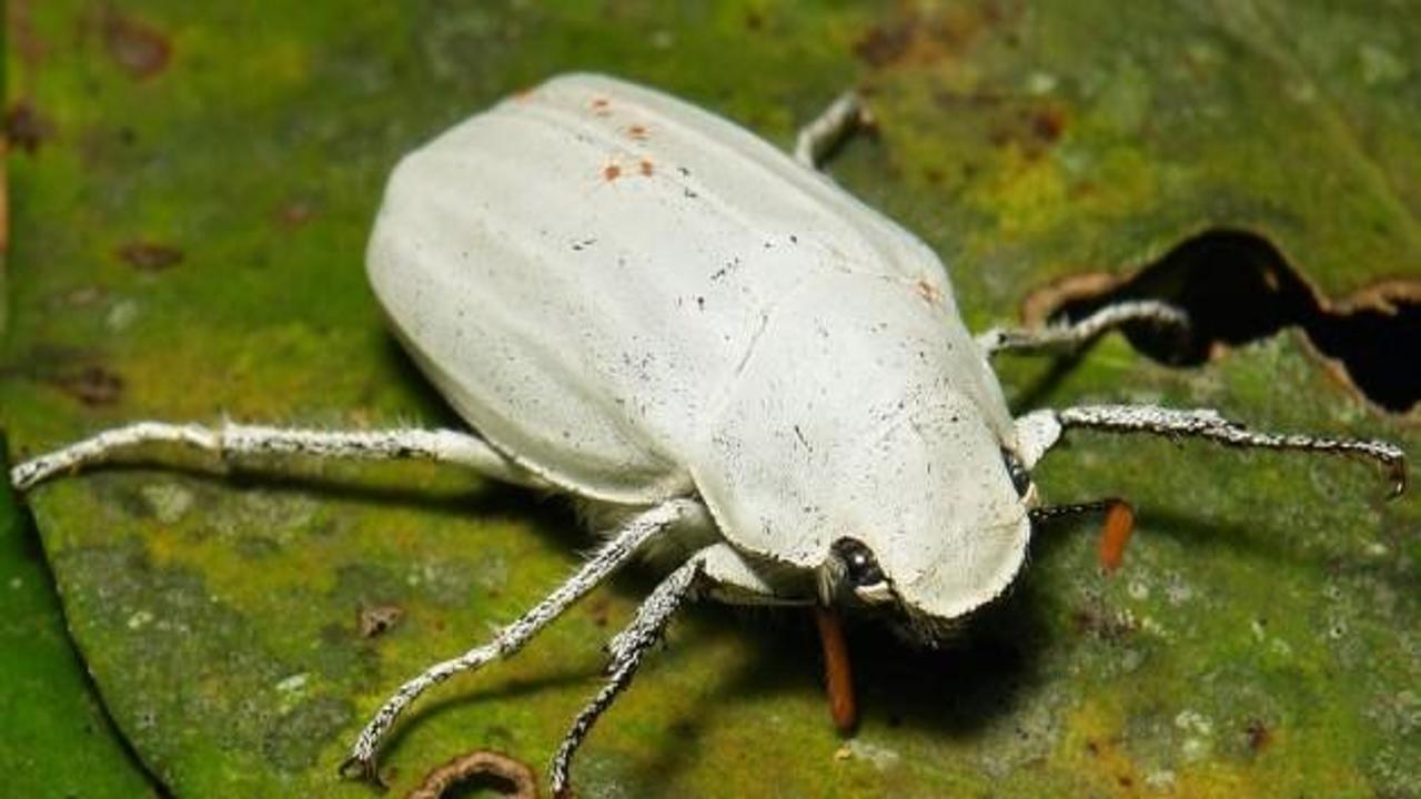 Dünyanın 'en beyaz' rengi bir böcekte