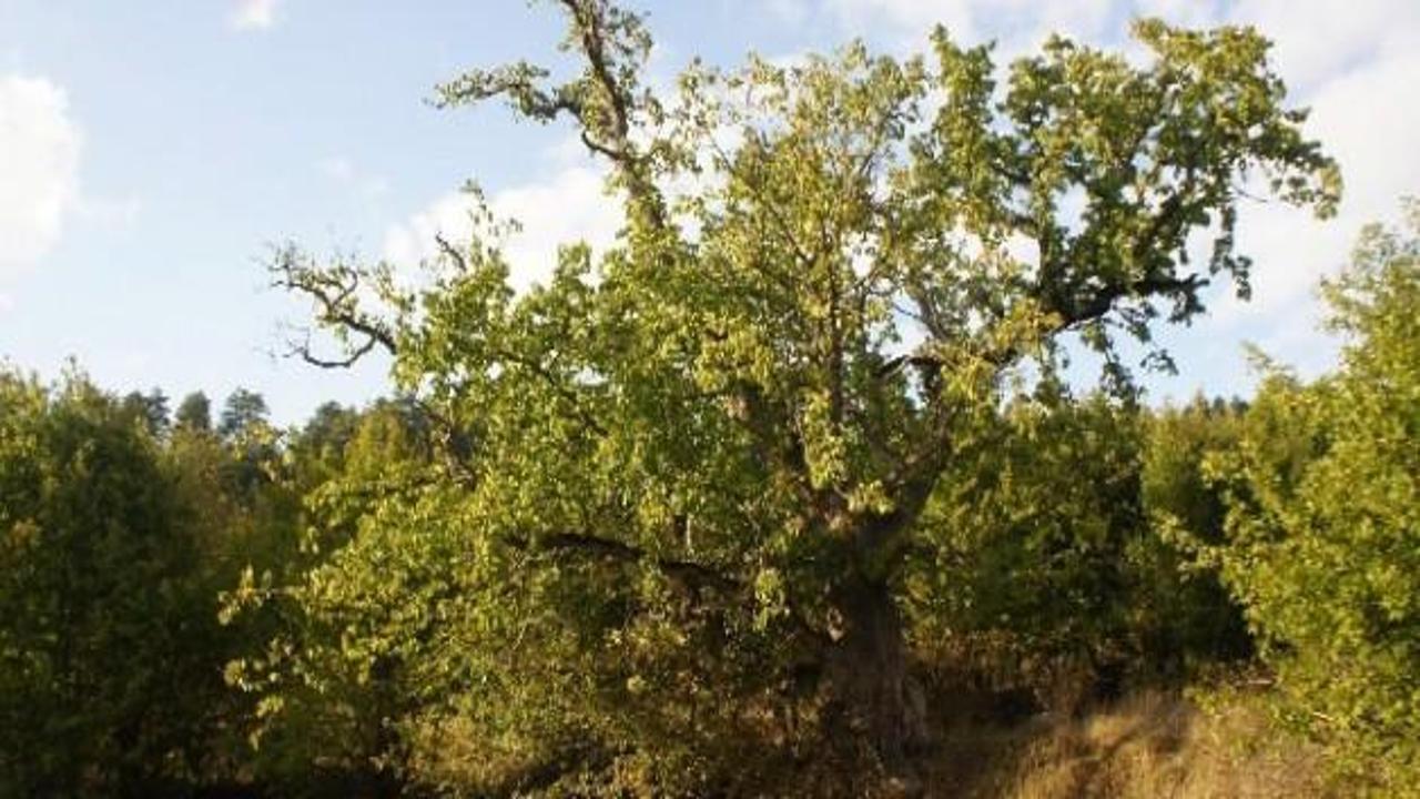 Dünyanın en yaşlı ağacı Türkiye'de