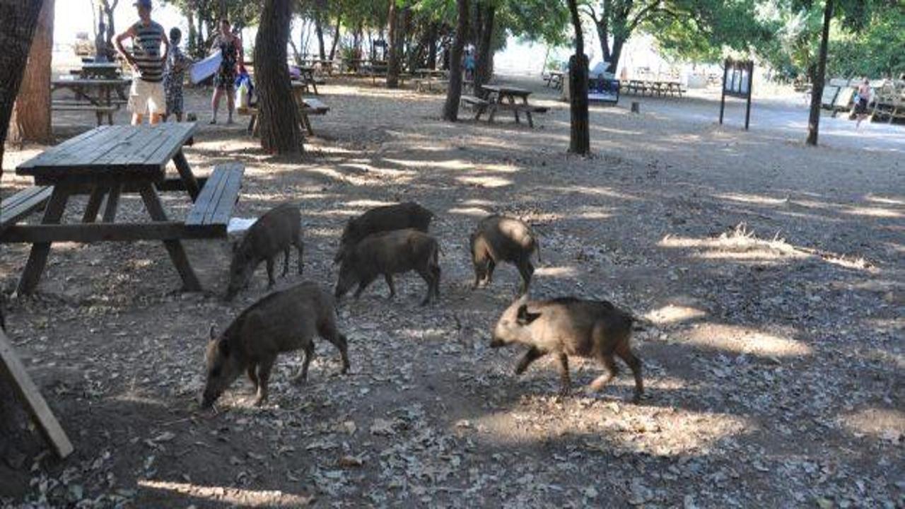 "Evcilleşen domuzlar" çiftçiye dert oldu