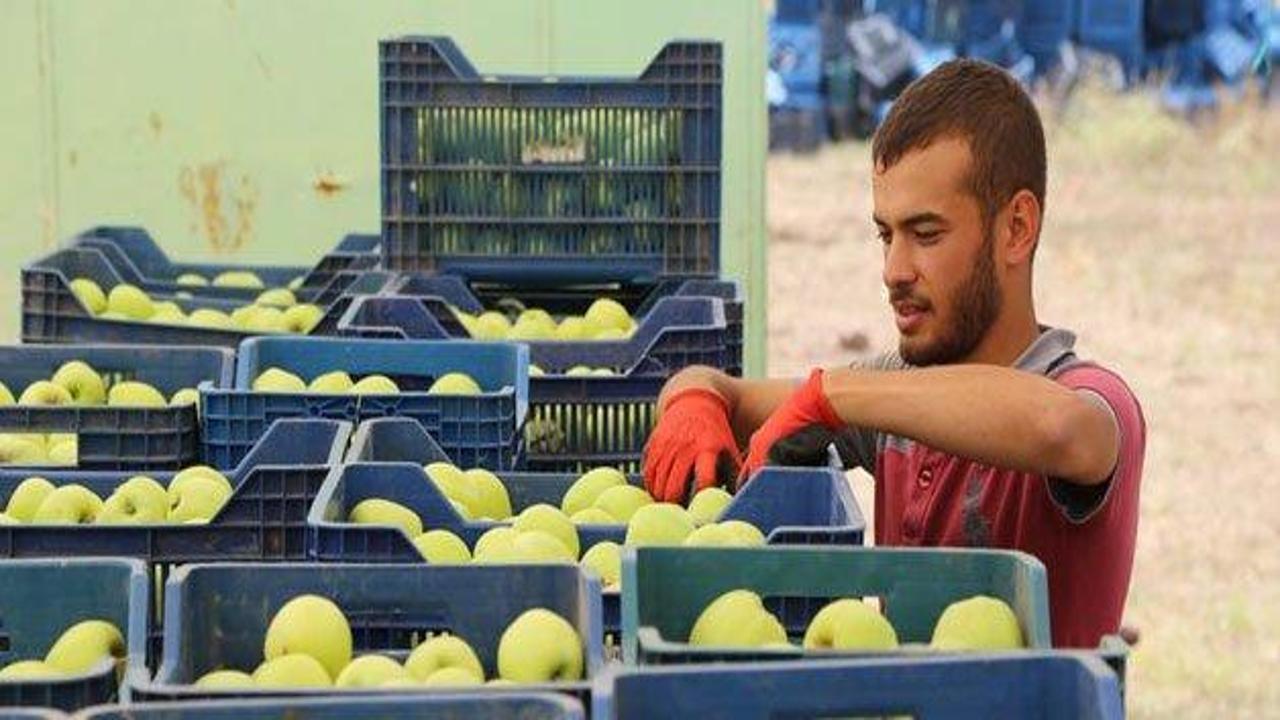 Elma üreticisinin umudu "Rusya pazarı"