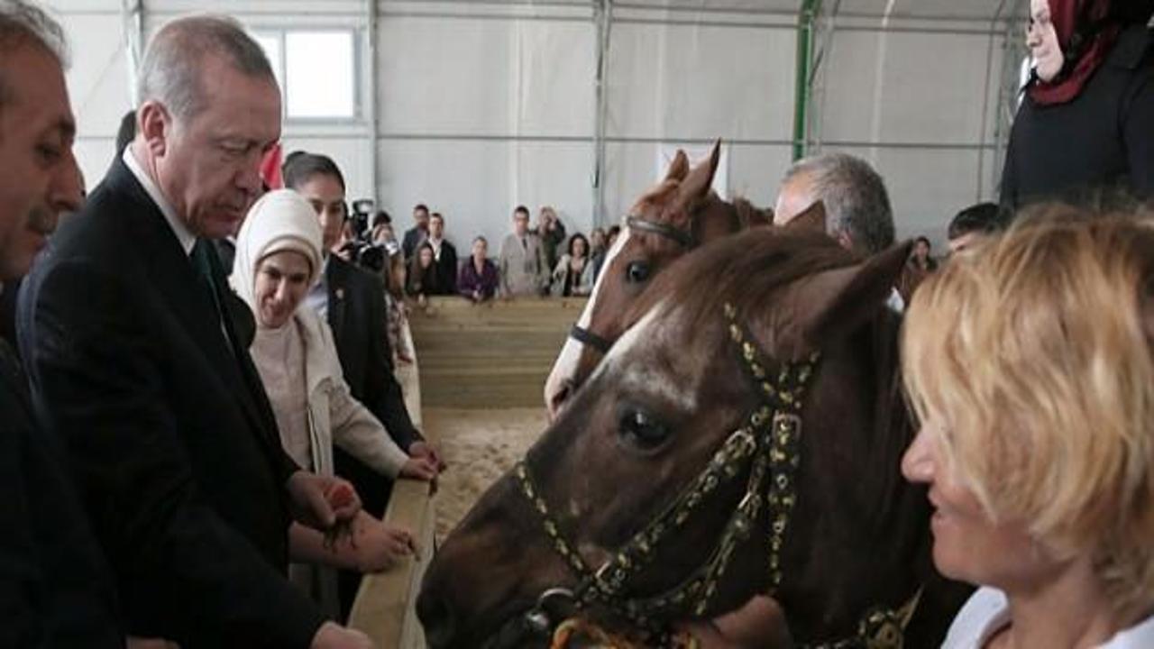 Erdoğan atlara havuç yedirdi