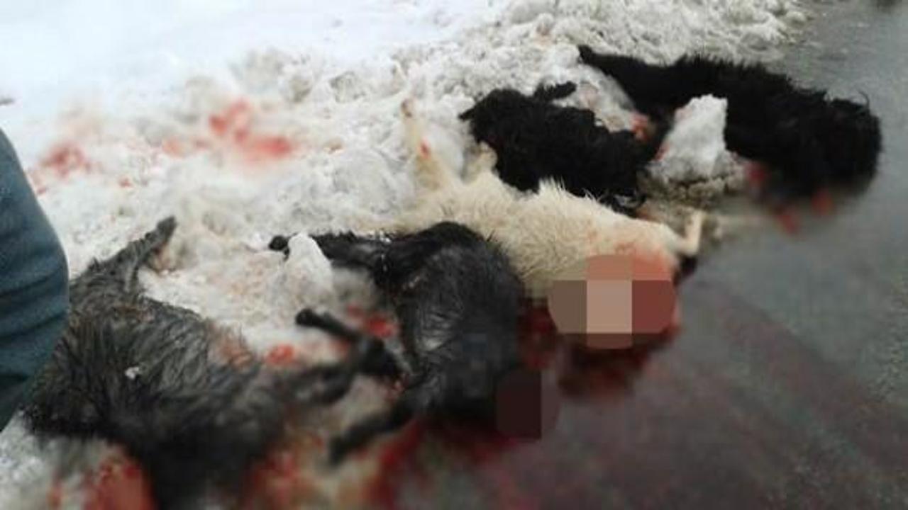 Ermenek'te kurt vahşeti: 30 keçi telef oldu