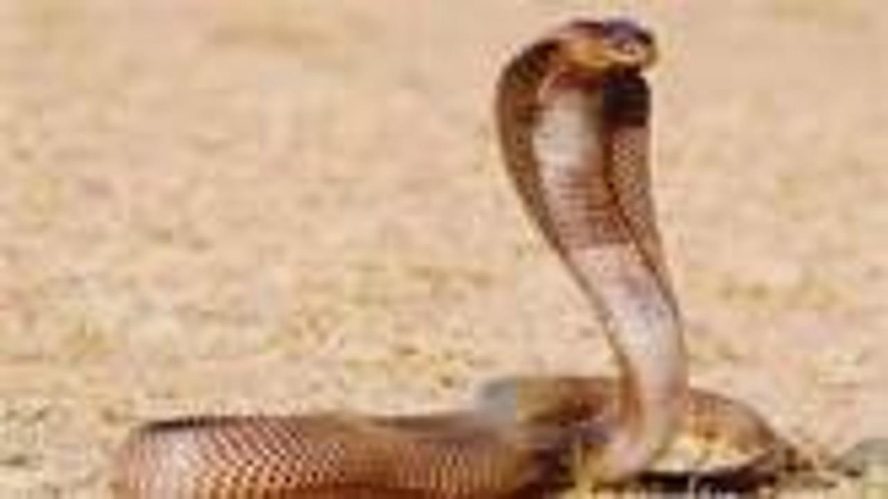 Evde beslediği kobra yılanı sahibini soktu