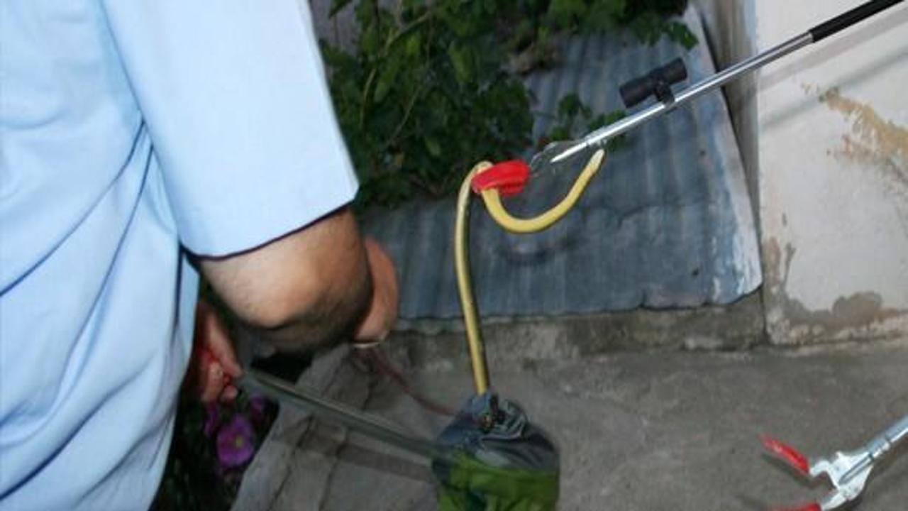 Eve giren 2 metrelik yılan korkuttu