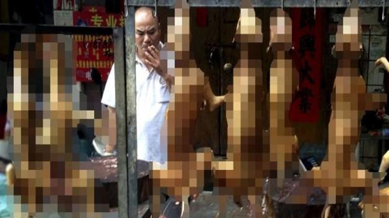 Festival için 40 bin köpek kesildi