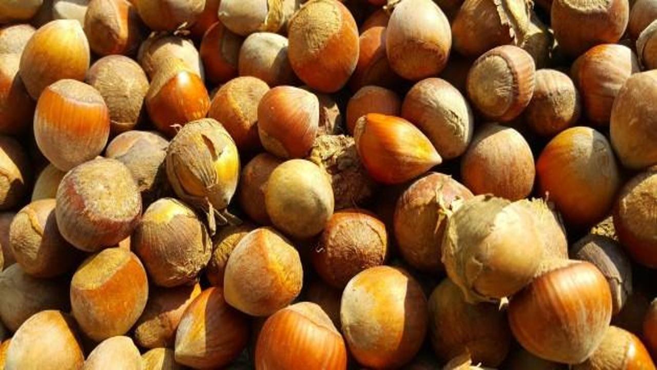 Fındık &uuml;reticisi bayram sonrası bayram edecek