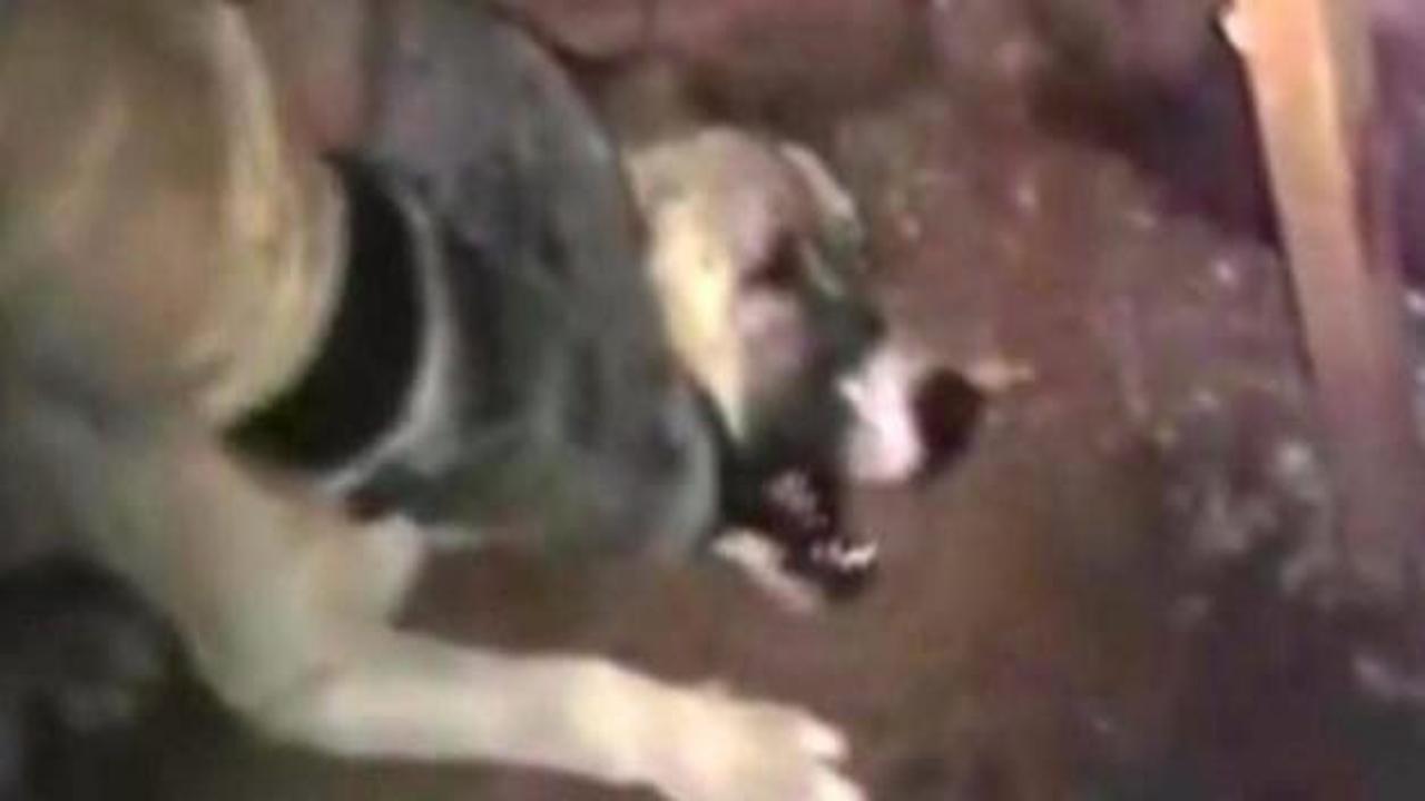 Genelkurmay'dan 'köpeğe işkence' açıklaması