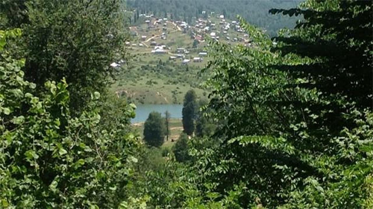 Geniş yapraklı ormanlar yangınları azalttı