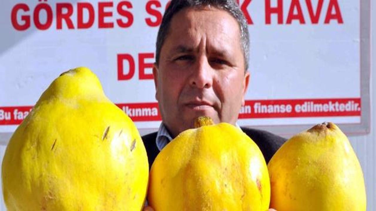 Gördes ayvası için yeni alternatifler
