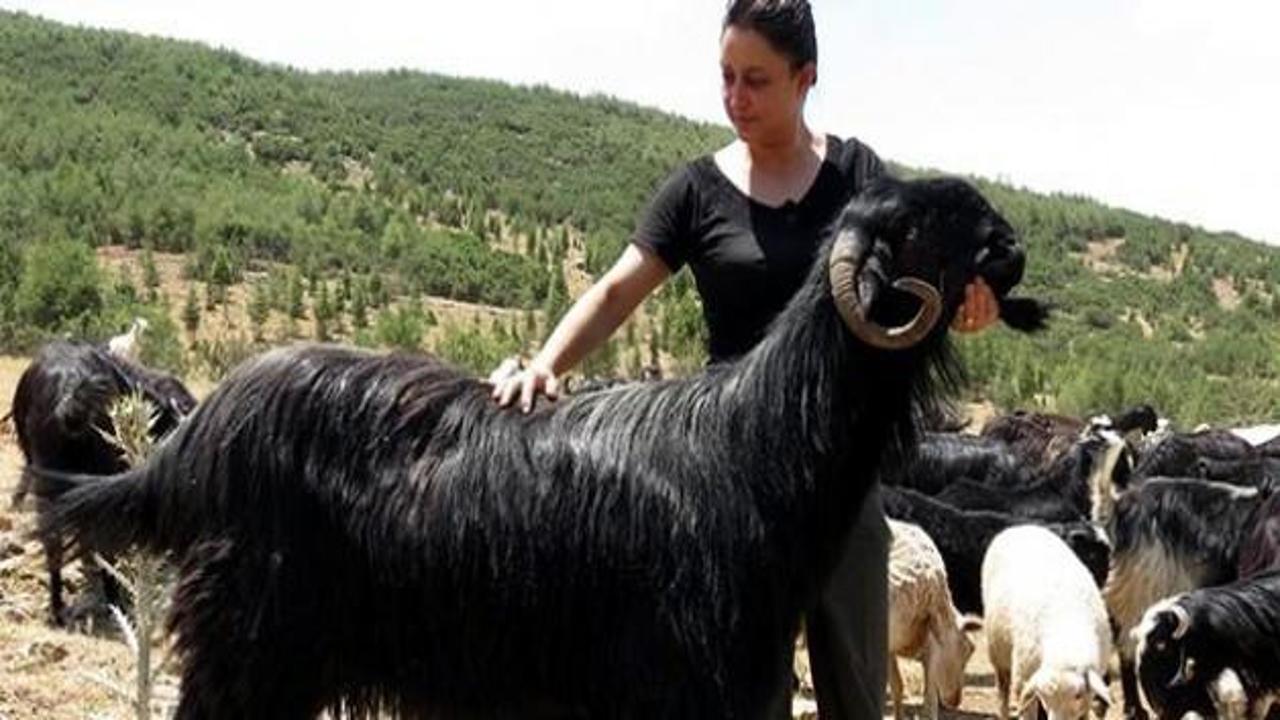 Şaşırtan keçi: Dünyada sadece Türkiye’de var