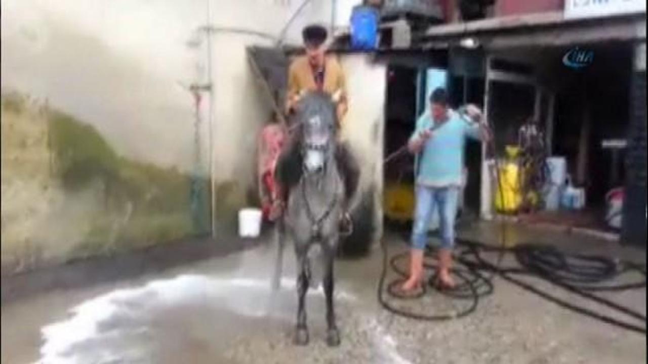 Her hafta oto yıkamacıda yıkanan at