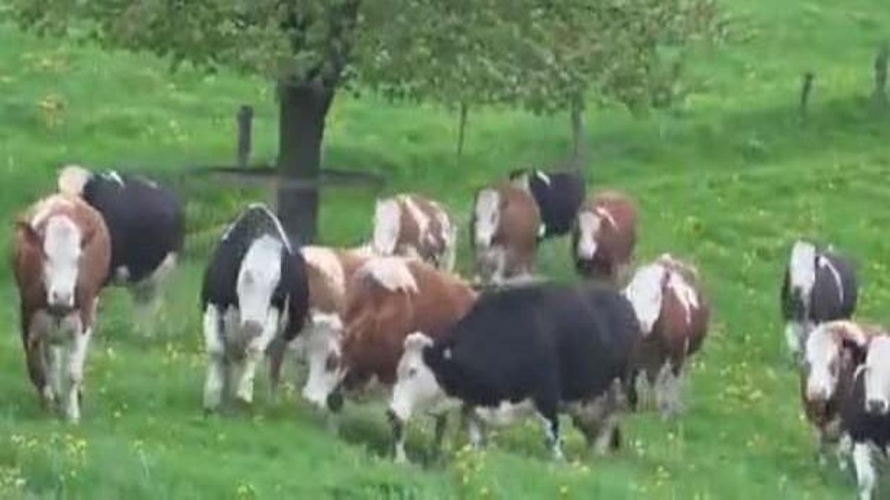 İlk defa g&uuml;neş ve doğa g&ouml;ren masum inekler