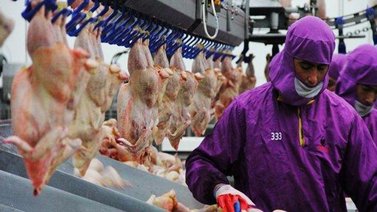 IKBY'ye tavuk ihracatı yeniden başlıyor