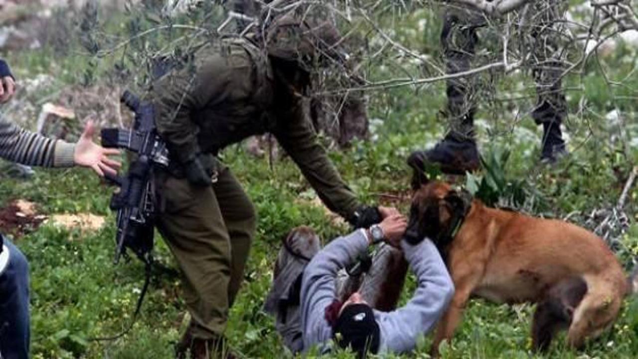 İsrail ordusu köpekleri kovdu