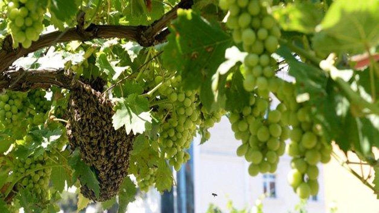 İstanbul’un ortasında arılar oğul verdi