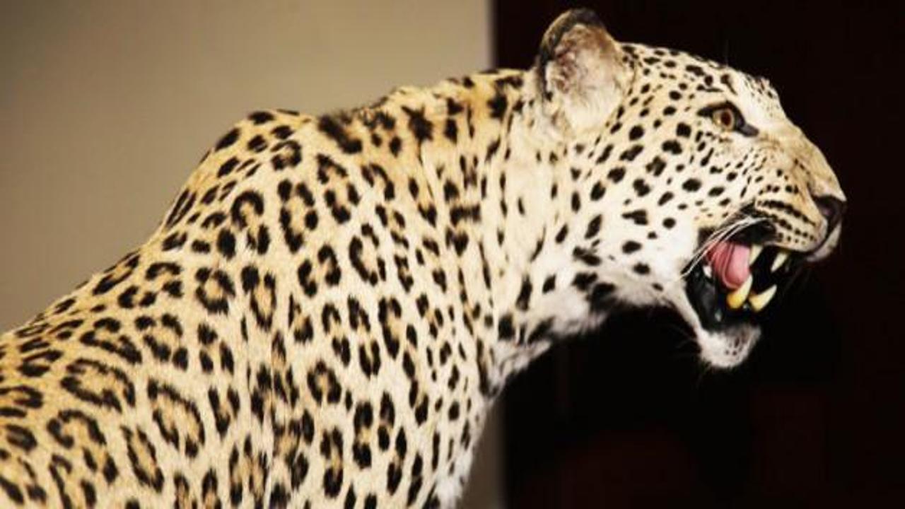 Kadın, kendisine saldıran leoparı öldürdü