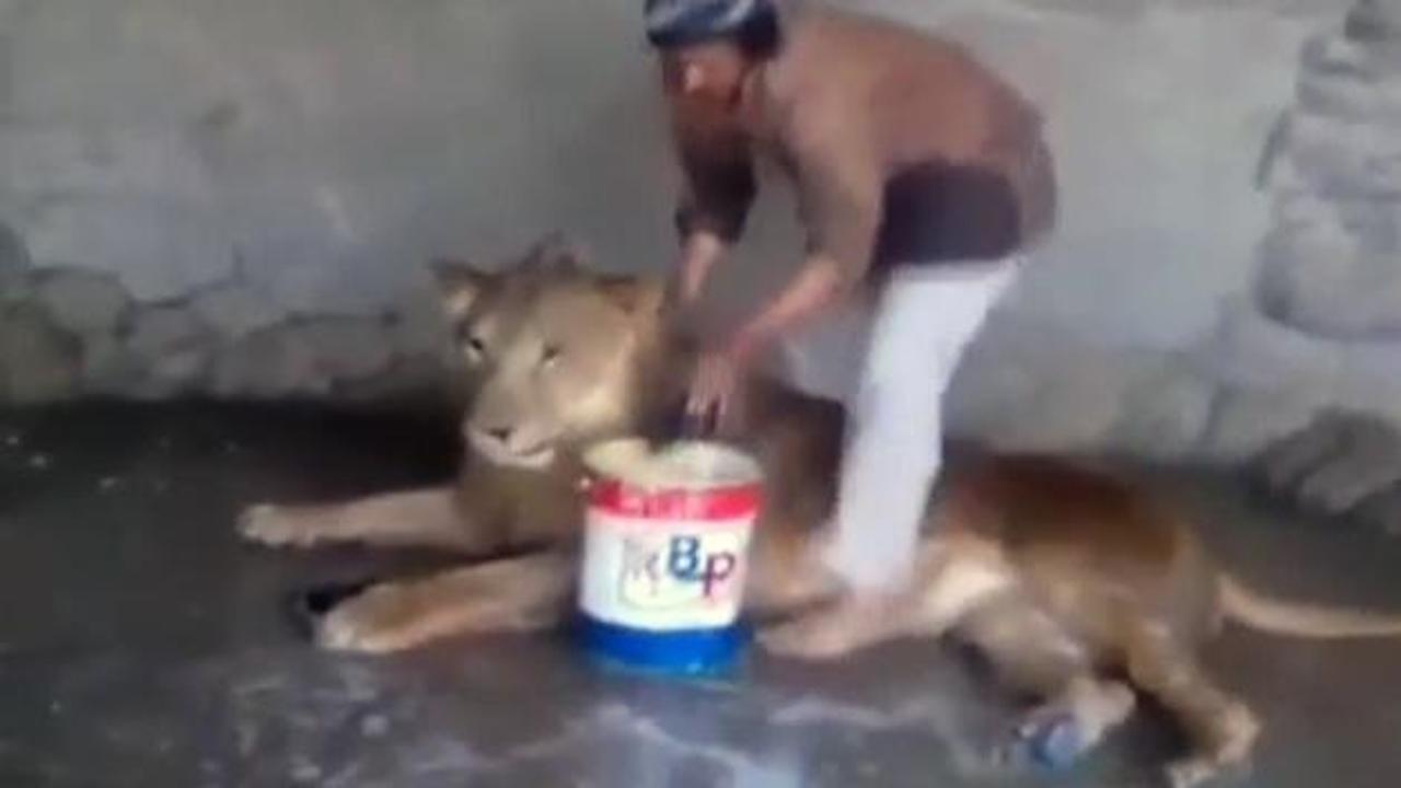 Kafeste vahşi aslanla baş başa kaldı ve...