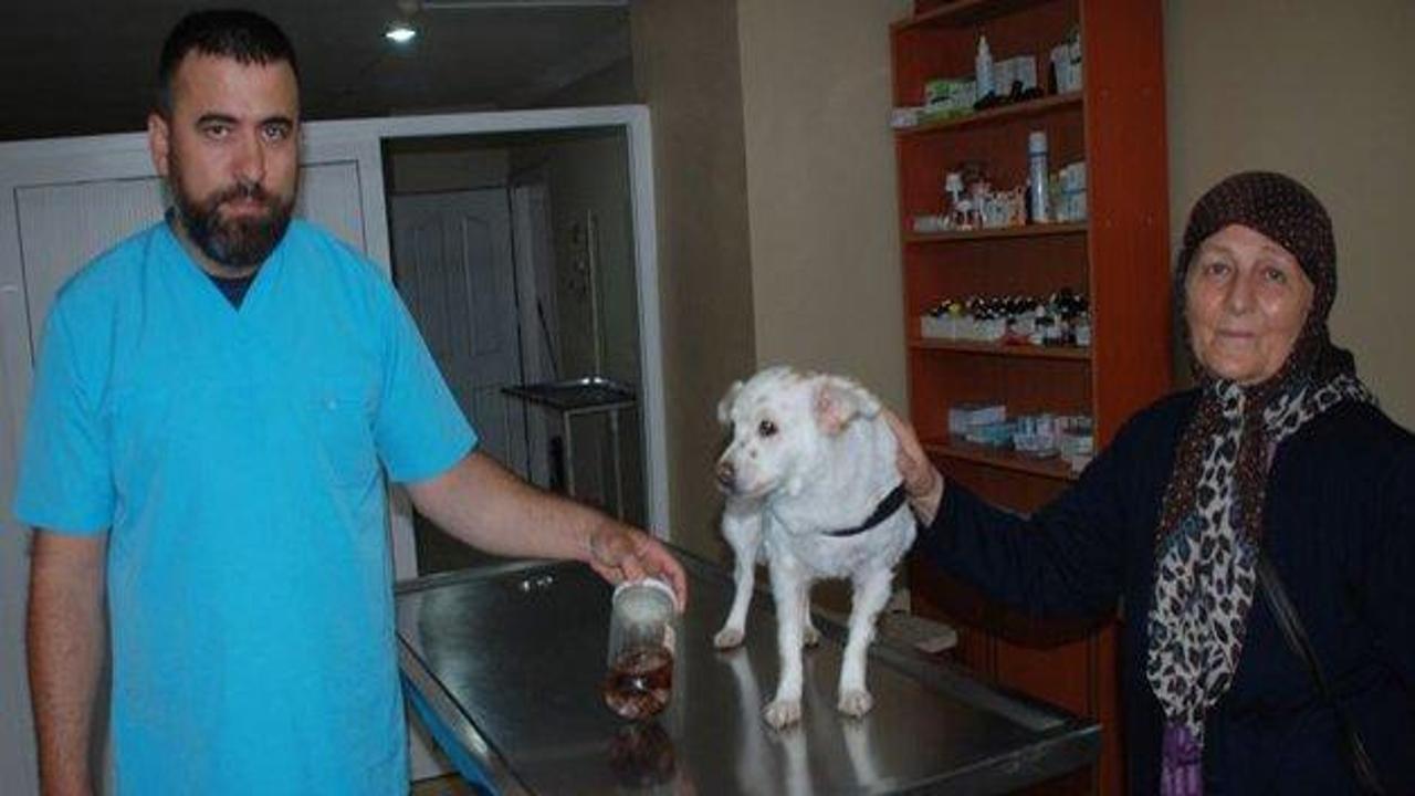 Kanser köpek 8 ayda sağlığına kavuştu