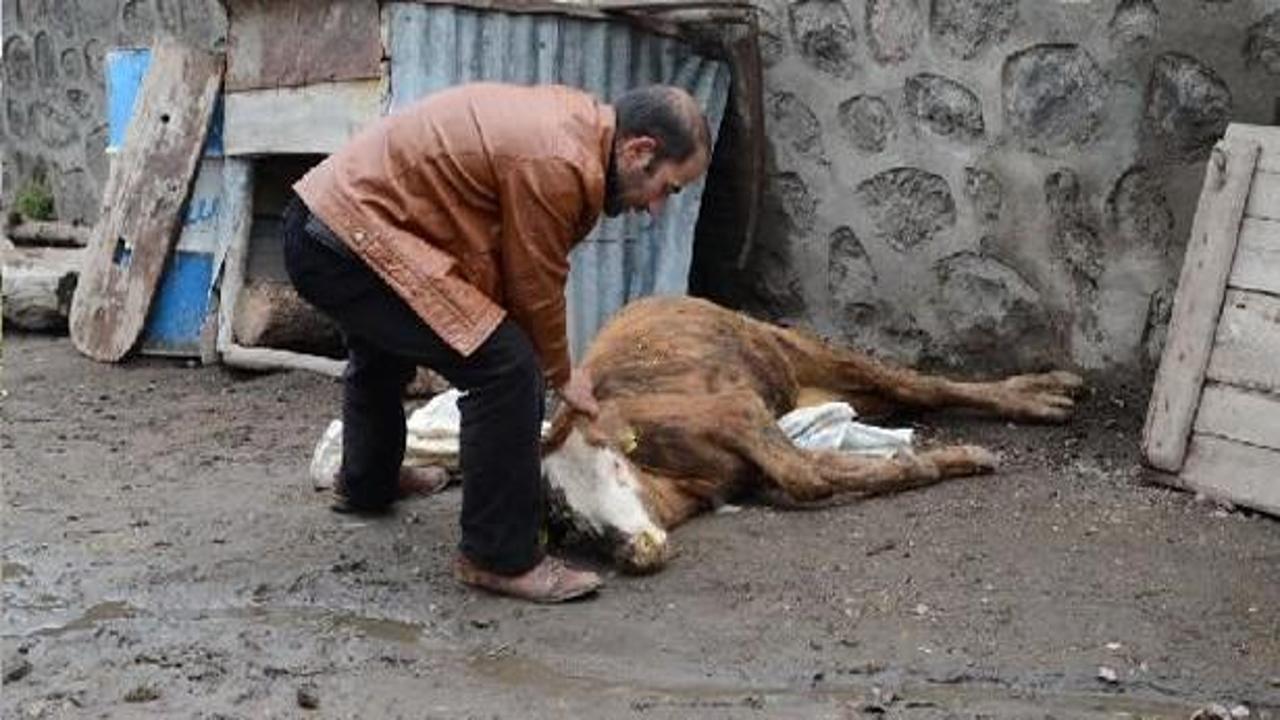 Kars'ta şap hastalığından 600 hayvan telef oldu