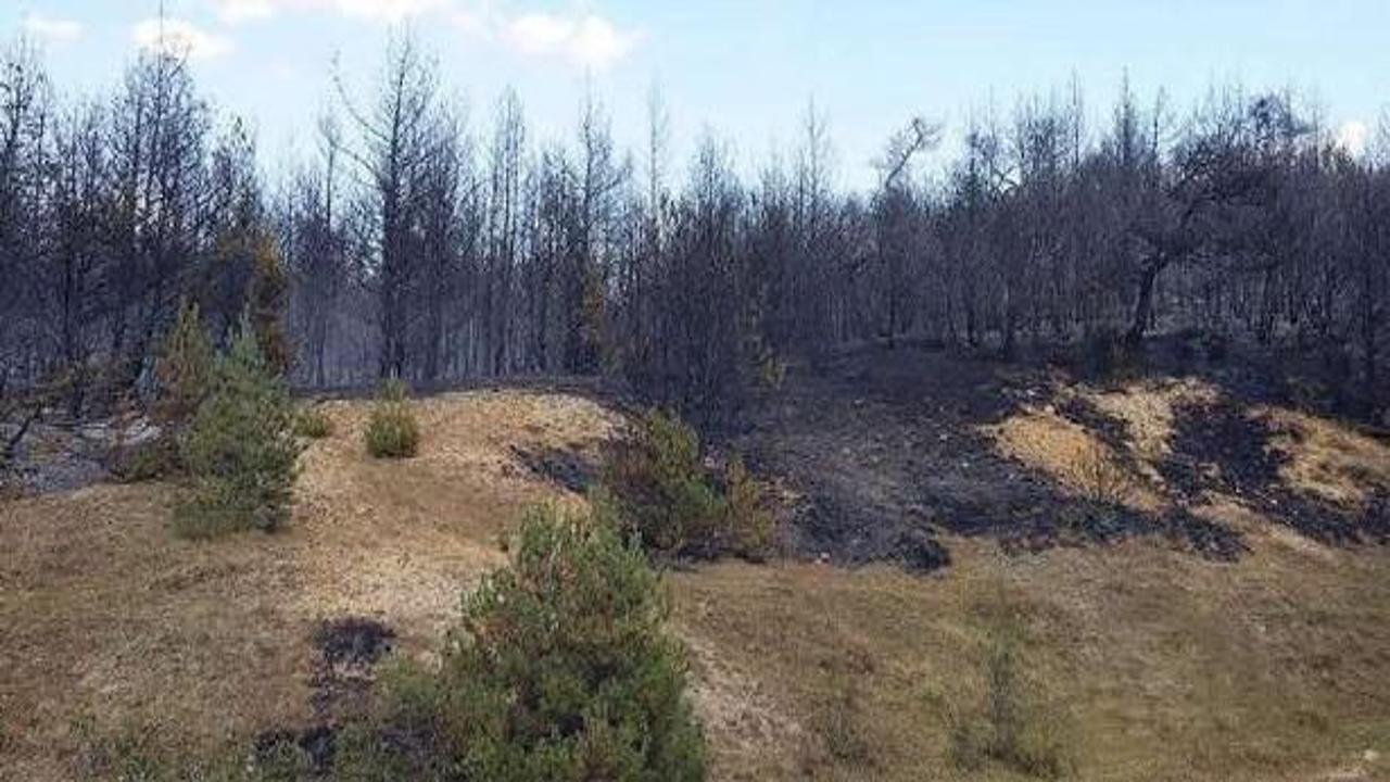 Kastamonu'da 4 hektar orman kül oldu