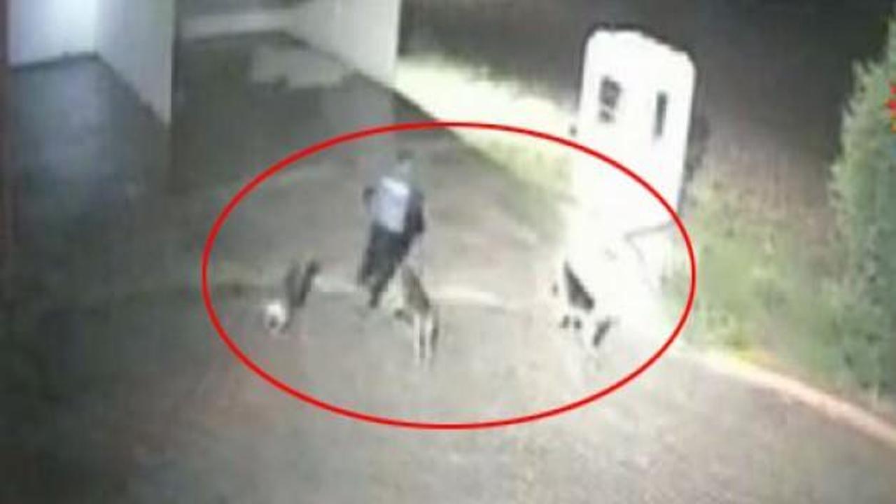 Katil k&ouml;peklerin kamera g&ouml;r&uuml;nt&uuml;s&uuml; ortaya &ccedil;ıktı