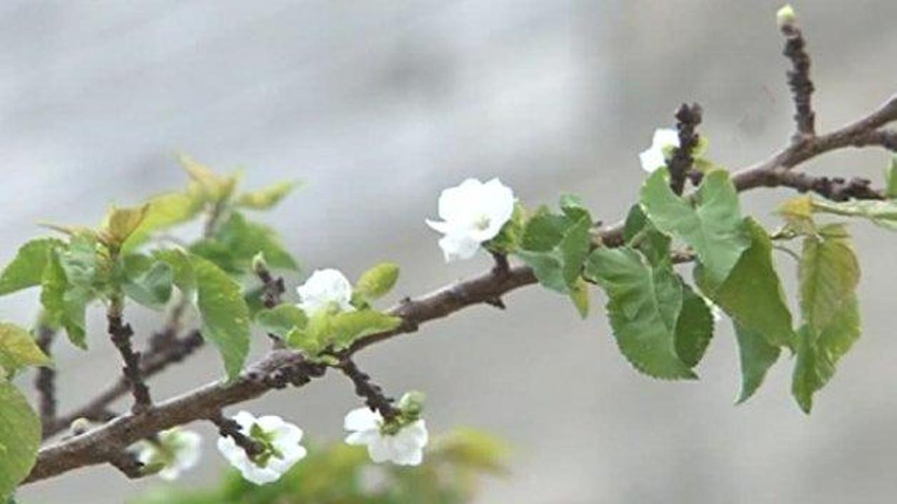 Kayısı ağacı Eyl&uuml;l ayında &ccedil;i&ccedil;ek a&ccedil;tı