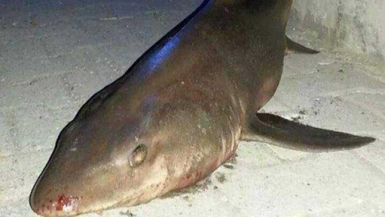 Kocaeli'nde köpekbalığı sahile vurdu