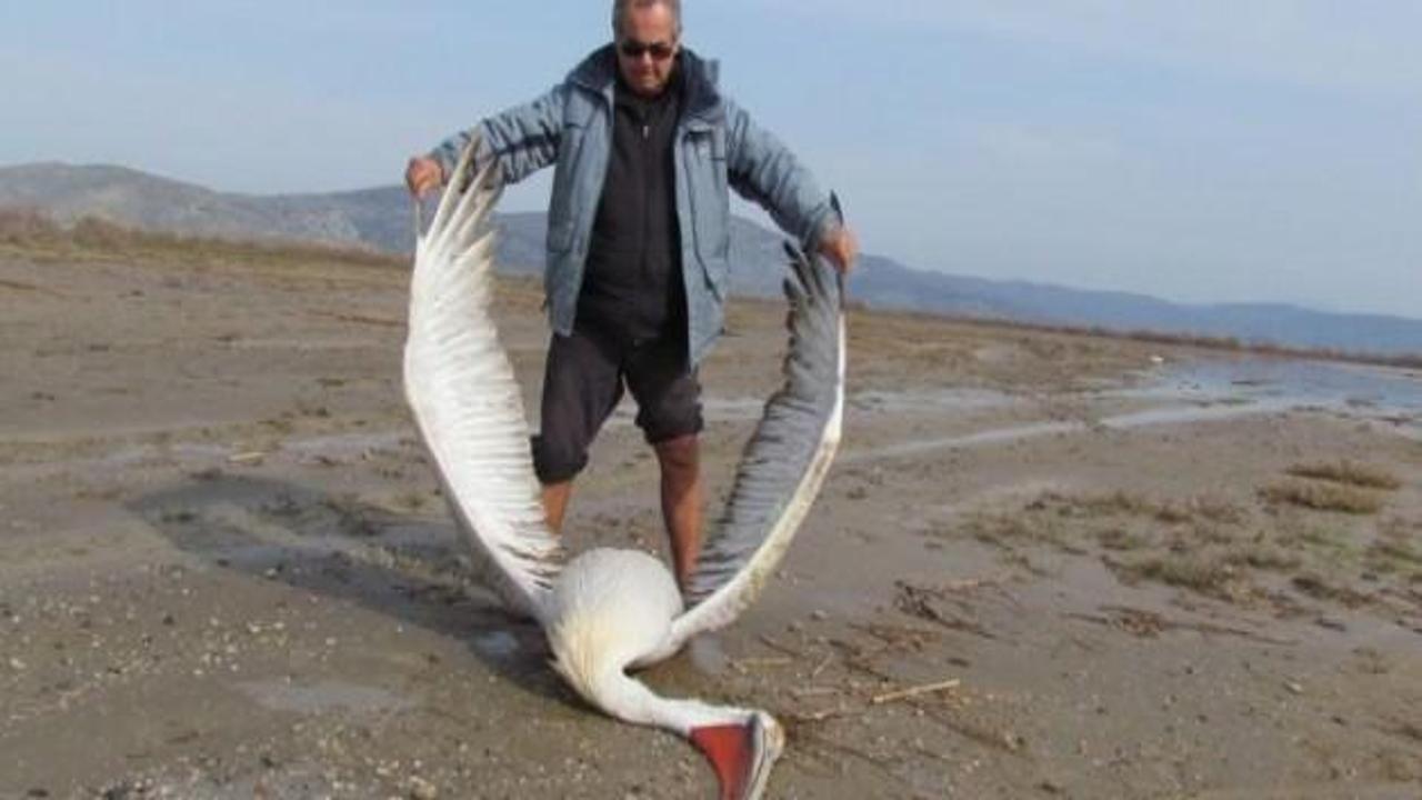 Koruma altındaki pelikan öldürüldü