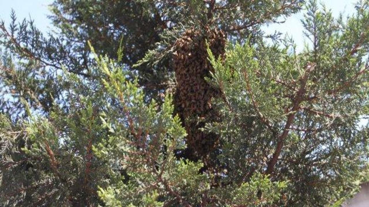 Kraliçe arı yolu şaşırdı arılar şehri istila etti