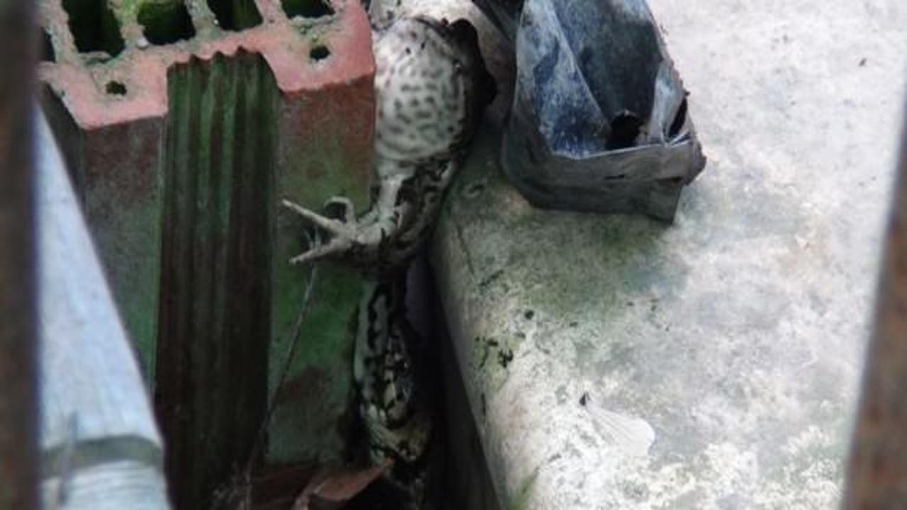 Kurbağayı yılanın ağzından kurtardı