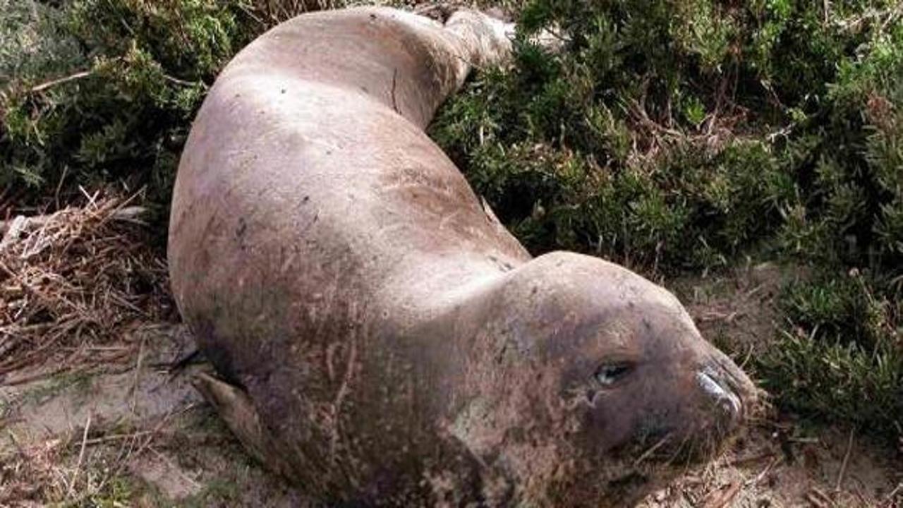 Kuşadası'nda Akdeniz foku ölü bulundu