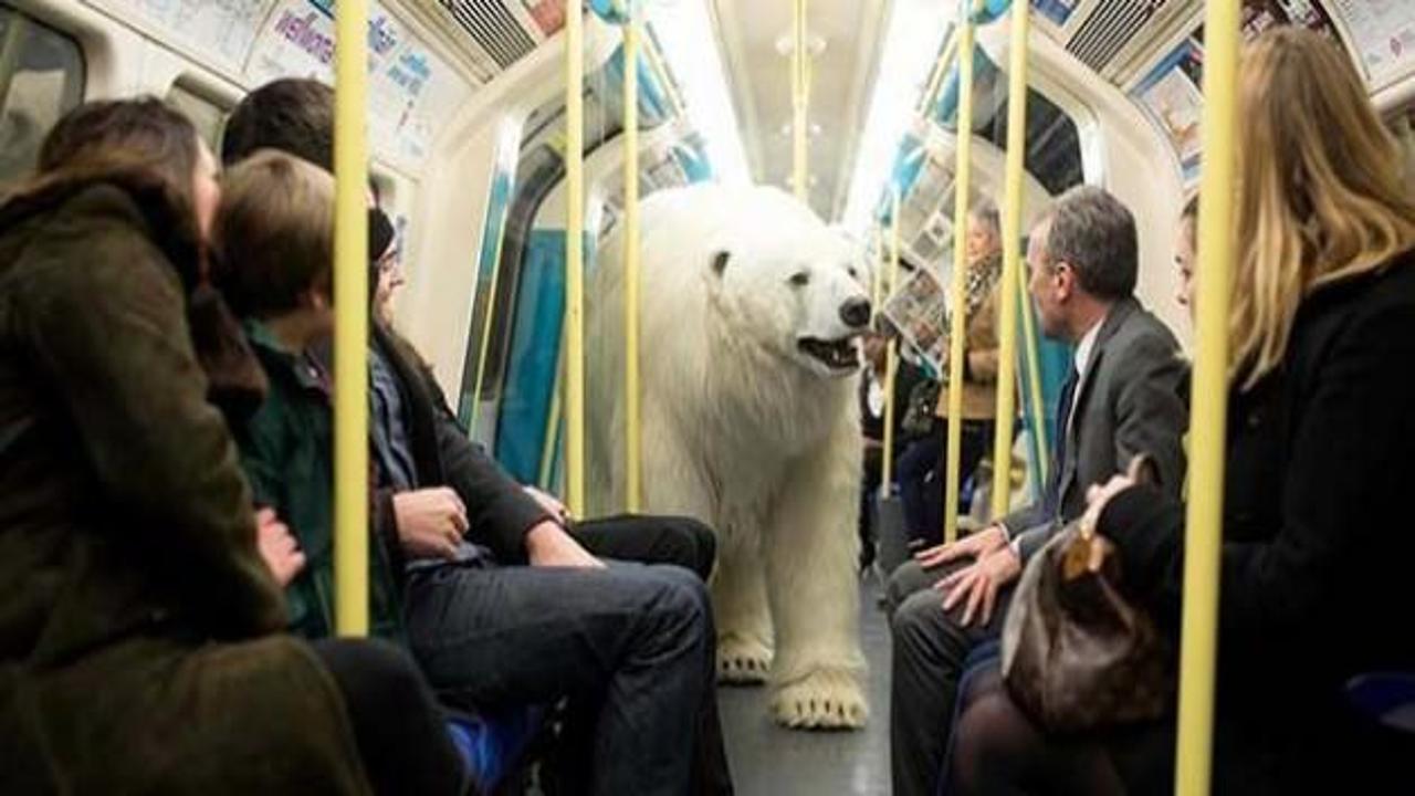 Kutup ayısı metroya sızdı