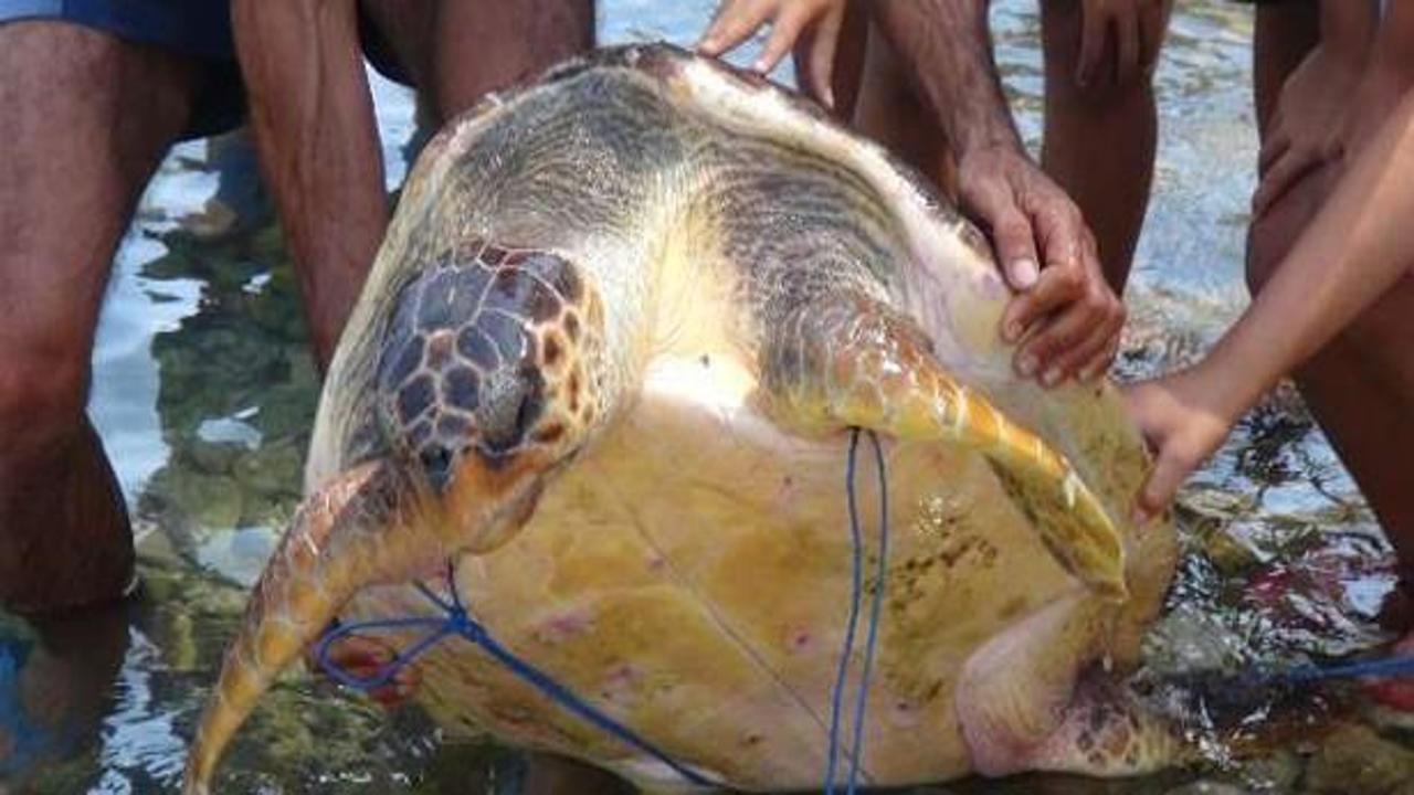 Mersin'de kaplumbağa saldırısı: 9 yaralı