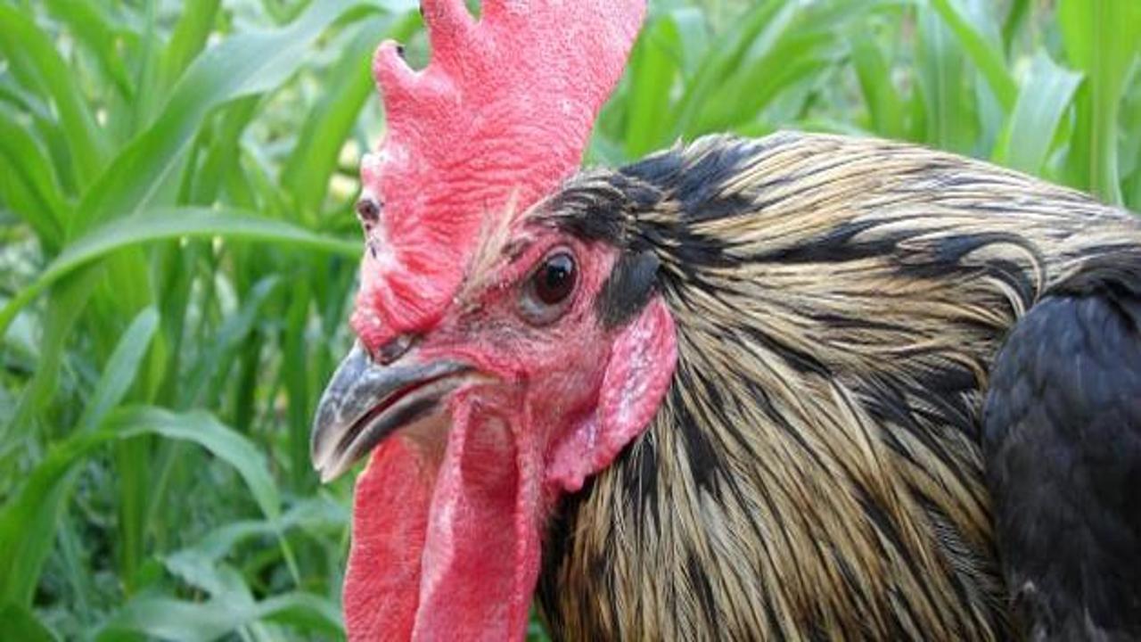 Mikro kredi ile 5 ile horoz satmaya başladı