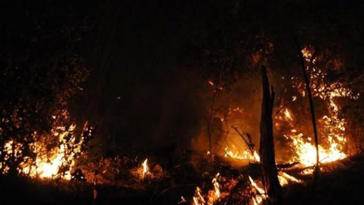 Muğla'da korkutan orman yangını